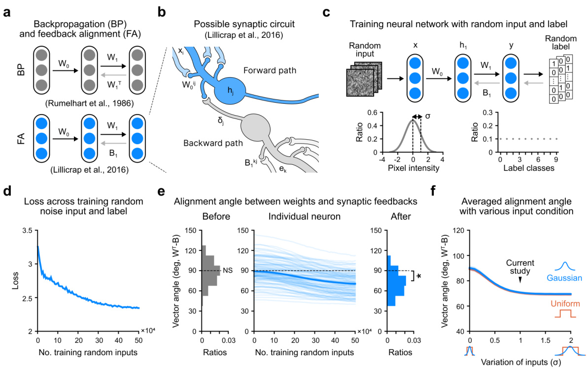 Pretraining with Random Noise for Fast and Robust Learning without ...