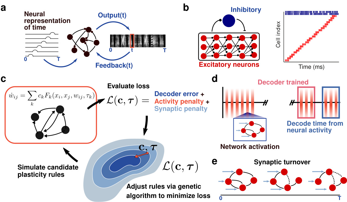 Discovering plasticity rules that organize and maintain neural circuits ...